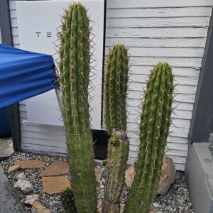 Cactus farming in Brazil to reverse the loss of an ecosystem