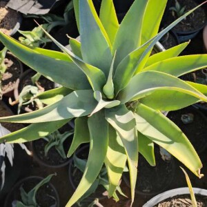 Loosing Agave genetics, diversification of where agave genetics is located