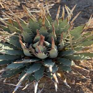 5 super cold hardy Agaves