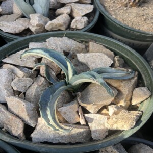 10 problem with agave farming and how/why California should avoid these issues