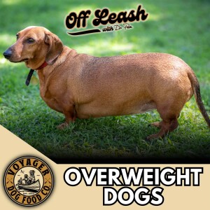 Overweight Dogs, CBD Oil