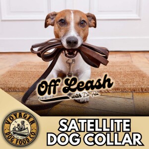 Satellite Dog Collar