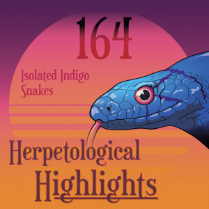 164 Isolated Indigo Snakes