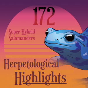172 Super Hybrid Salamanders