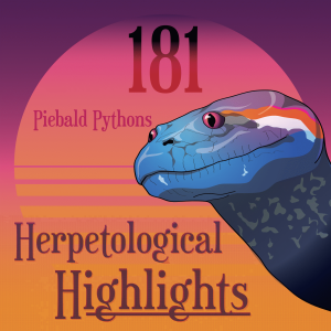181 Piebald Pythons