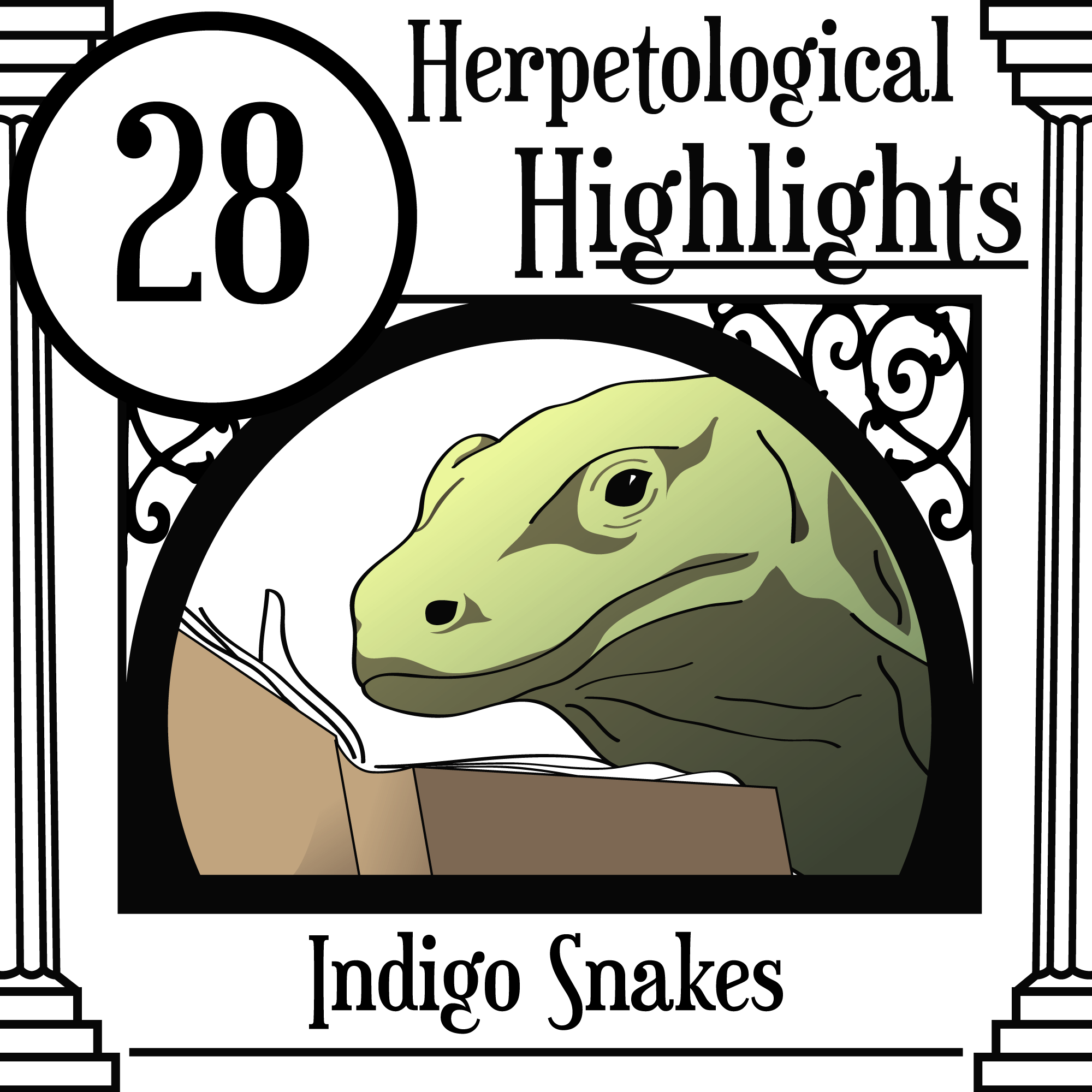 028 Indigo Snakes
