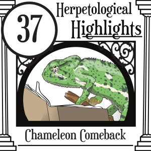 037 Chameleon Comeback