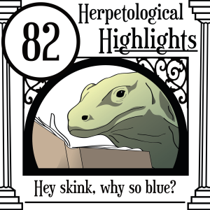 082 Hey skink, why so blue?