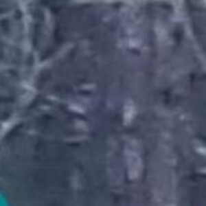 Bexar County Bigfoot! Texan Sasquatch Hunting in San Antonio