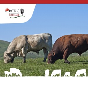 Episode 5: Bull Selection: Breeding Programs That Suite Operational Goals