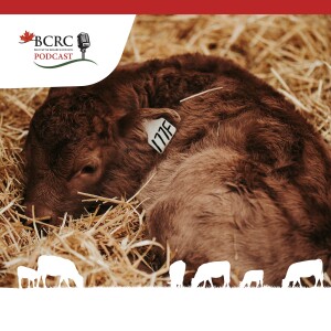 Episode 4: Calm, Cool and Collected – Prepare for a Smooth and Healthy Calving Season