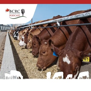 Episode 14: Taking Cattle Pain Management Mainstream