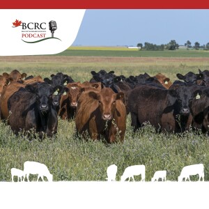 Episode 23: Comparing Tame Forages Under Grazing