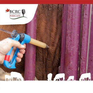 Episode 25:  Understanding the Five W’s of Beef Cattle Injections