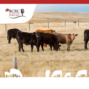 Episode 36: Tips for Starting Lightweight Cattle on Feed