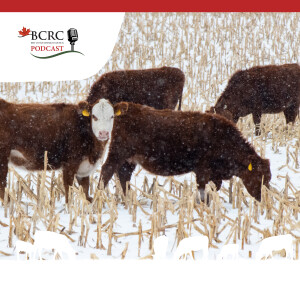 Episode 43: Seven Tips for Grazing Corn