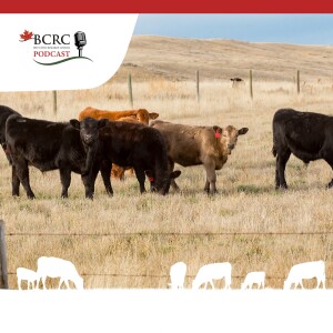 Episode 40: Do Transport Rest Stops Put Calf Health at Risk?