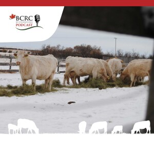 Episode 49: Big Cows and Big Questions