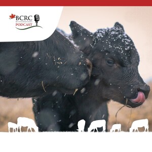 Episode 48: The Sandhills Calving Strategy