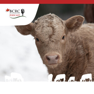 Episode 50: Ready or Not, Calving is Coming