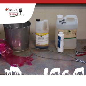 Episode 63: How to Intervene with a Difficult Calving