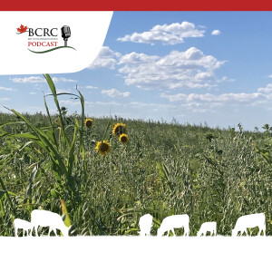 Episode 64: Polycrops: Challenges, Triumphs and Valuable Lessons from Beef Producers