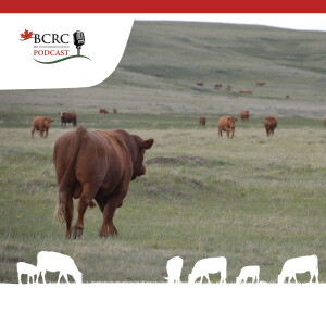 Episode 66: Birds, Bees and Breeding Beef Cattle
