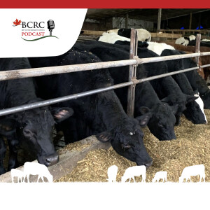 Episode 75: Dairy-Beef: Starting Off on the Right Hoof