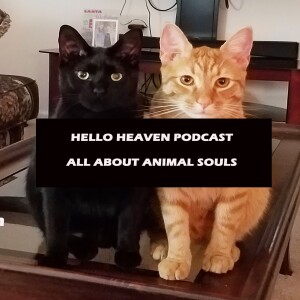 All About Animal Souls - Hello Heaven Podcast