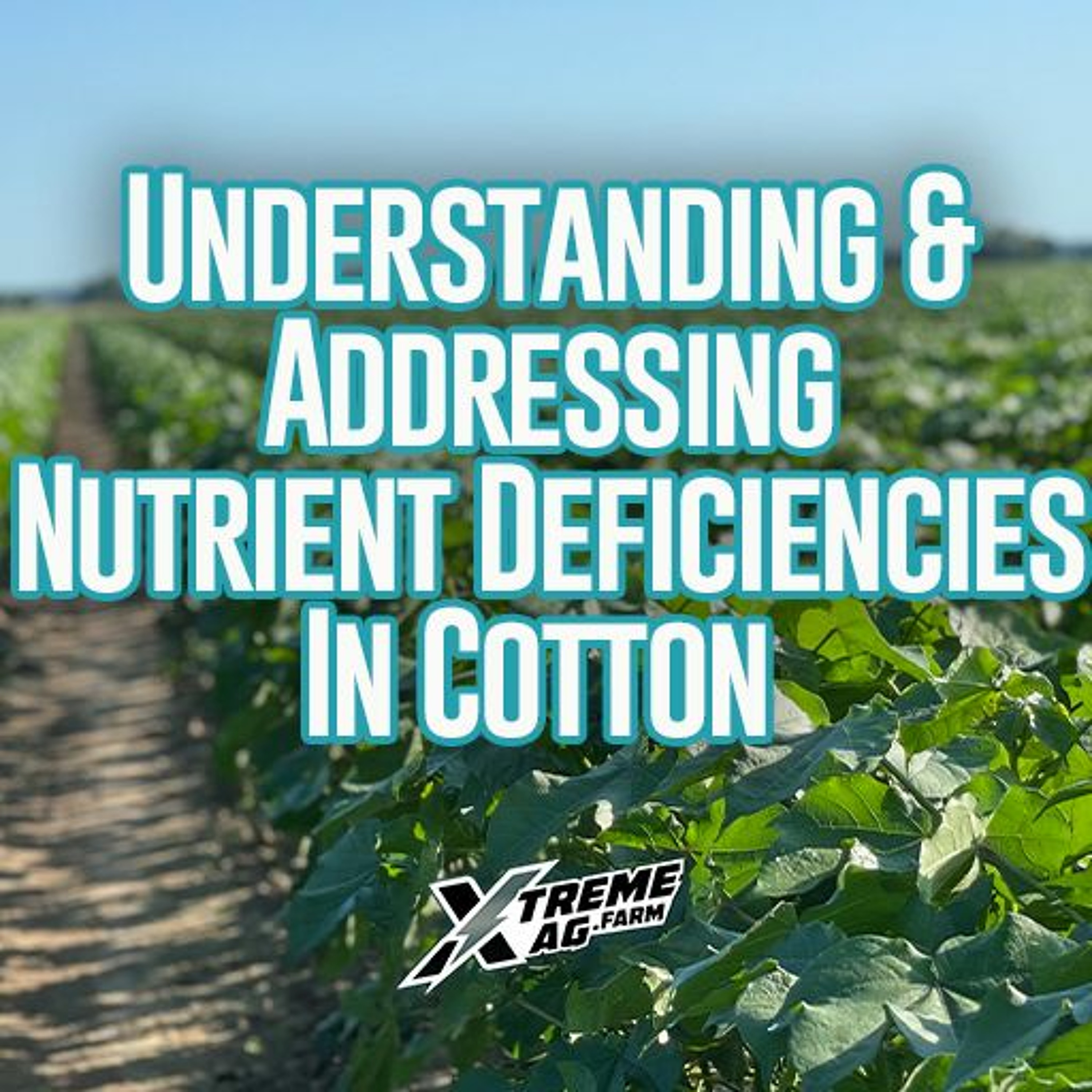 Understanding And Addressing Nutrient Deficiencies in Cotton