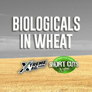 Biologicals in Wheat