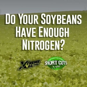Do your Soybeans Have Enough Nitrogen?