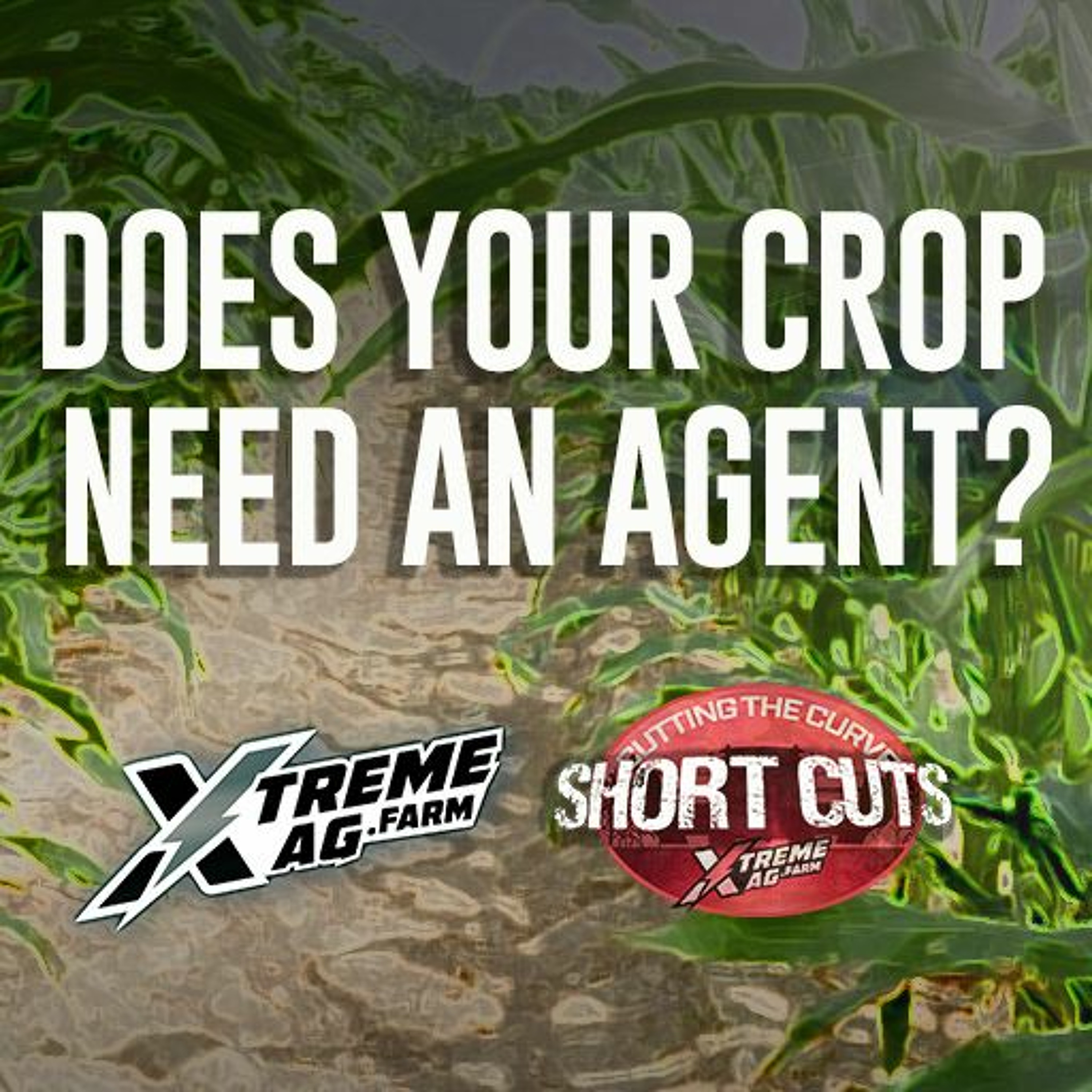 Short Cuts: What is a plant health agent and does your crop need one?