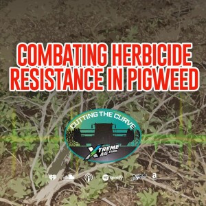 Strategies for Pigweed Control Amid Increased Herbicide Resistance