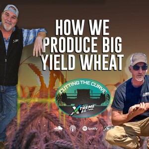 How We Produce Big Yield, High Profit Wheat with Temple and Chad