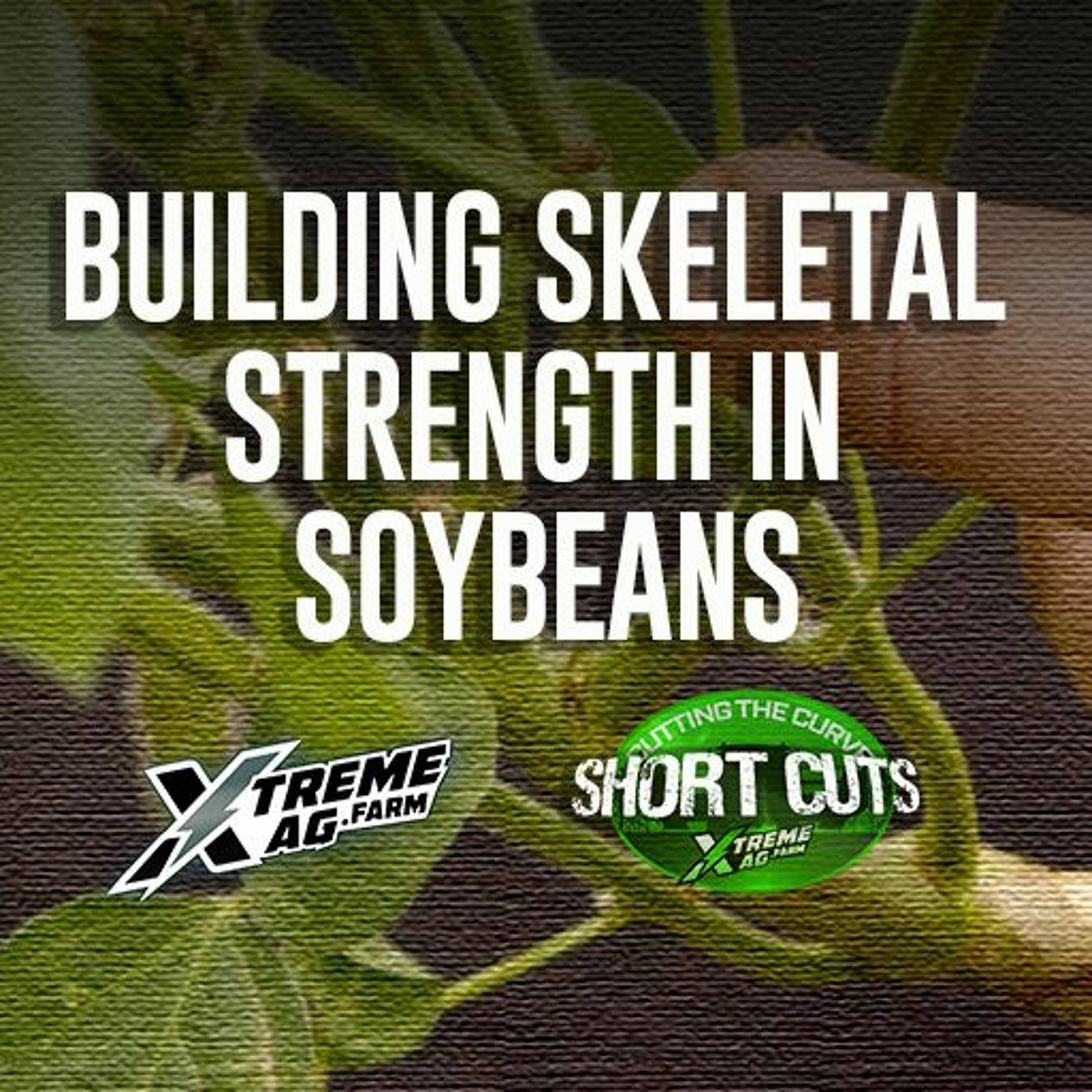 Building Skeletal Strength In Soybeans