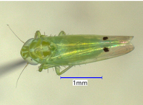 HUSA Feb 17 2026 - Leafhopper Quarantine