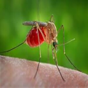 RRF Salute. Zanzare e febbre West Nile. La situazione in Italia