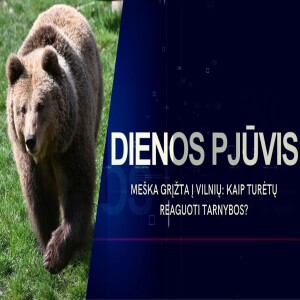 DIENOS PJŪVIS. Meška grįžta į Vilnių: kaip turėtų reaguoti tarnybos?