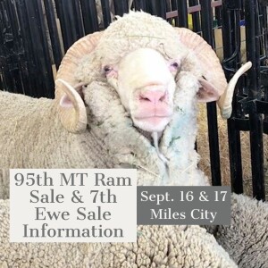Wool Growers Back In Miles City For 95th Ram Sale