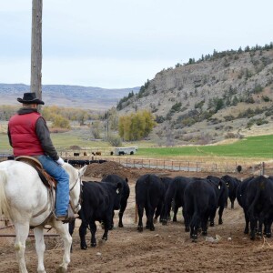 Show 22: Felton Angus Part 2: Brucellosis and Ranching