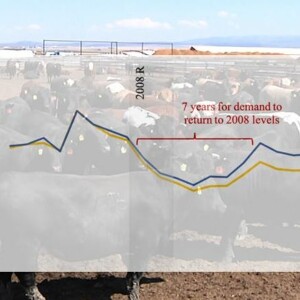 Recession impacts on cattle markets
