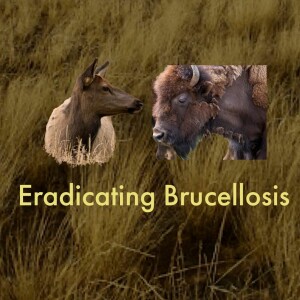 Eradicating Brucellosis in the Greater Yellowstone Area