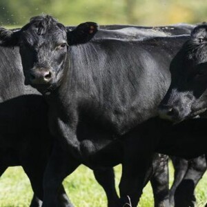Show 64: USDA Cattle Inventory