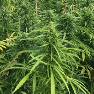 Show 36: At the Kitchen Table: Farming iHemp in Montana