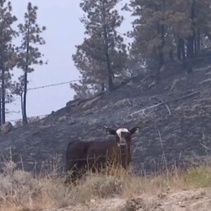 State Of Fire Emergency exemptions for Montana Livestock Producers