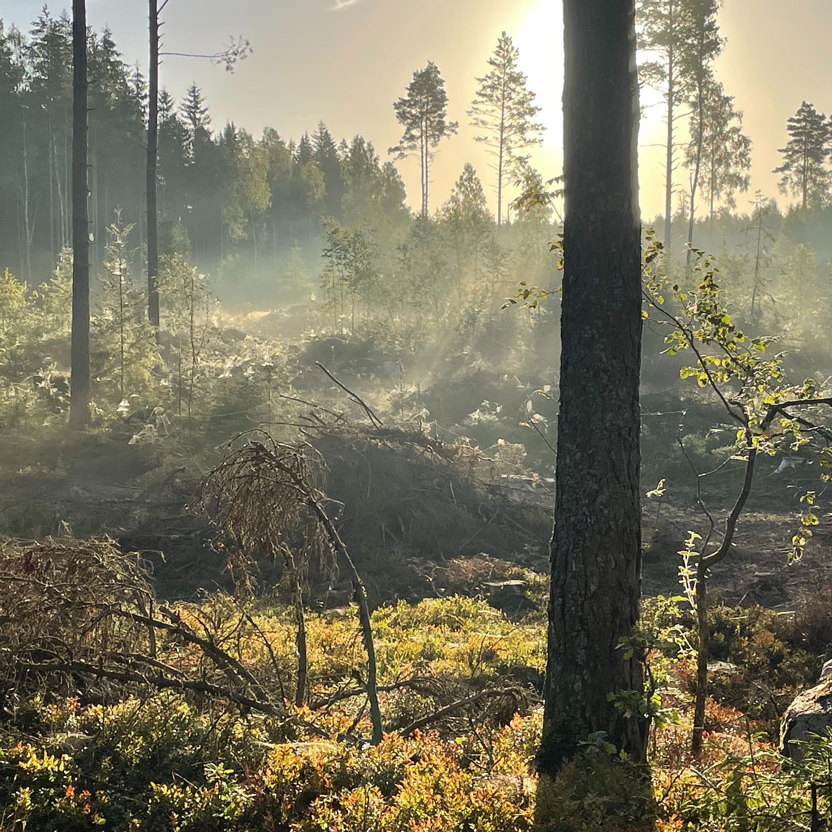Skogen och klimatet - en podd från Skog och trä vid Linnéuniversitetet