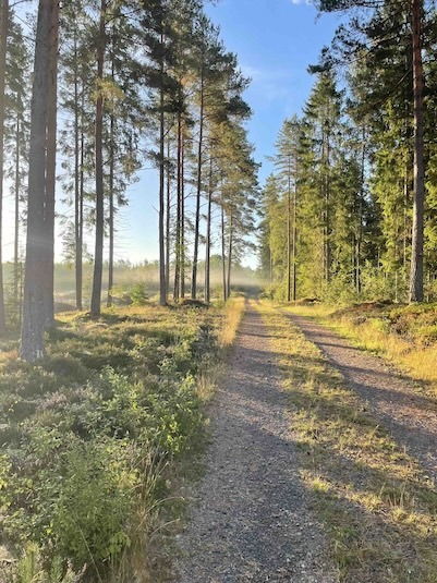 Skogen och klimatet - en podd från Skog och trä vid Linnéuniversitetet