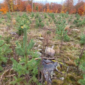 Samtal om hur man lyckas med föryngring av skog