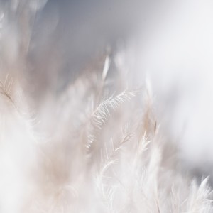 Virtue